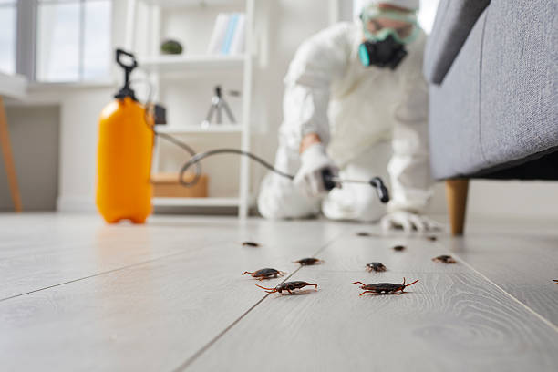 Commercial Kitchen Cockroach Control in Rhome